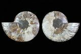 Cut & Polished Ammonite Fossil - Agatized #78578-1